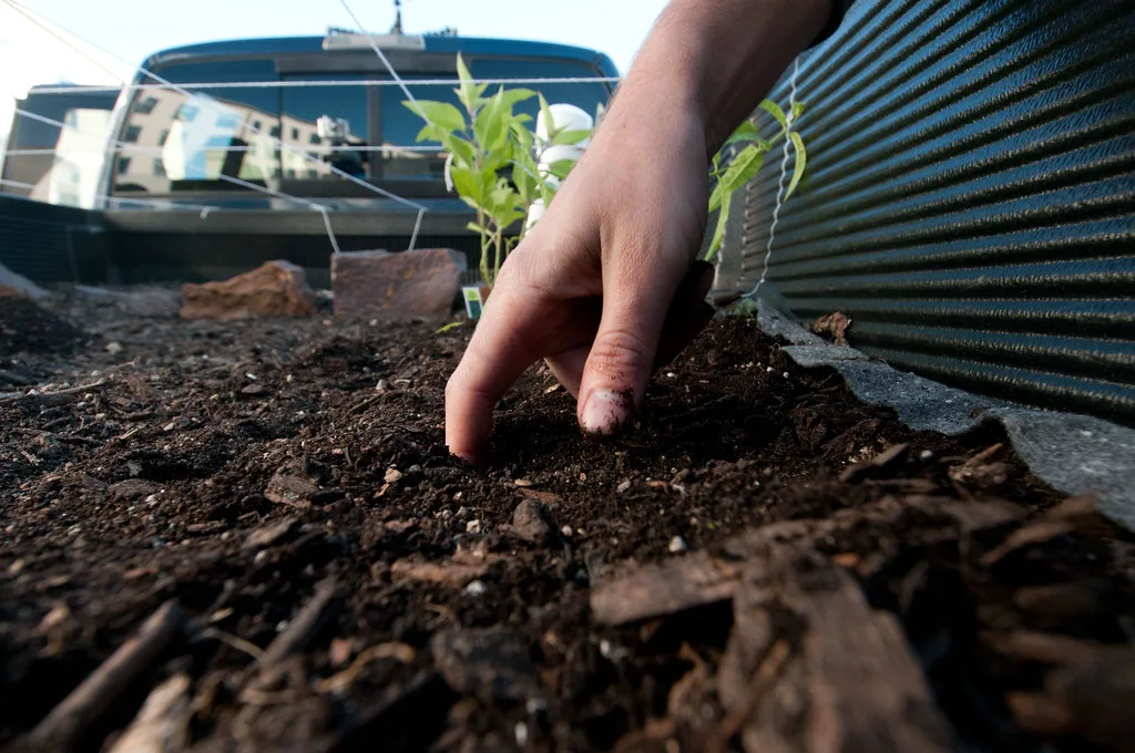 mulchlaag rond jonge planten in border