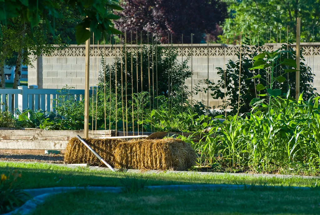 jonge plant vrij van onkruid in border
